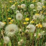Comment soulager les symptômes d'allergies printanières lorsqu'on porte des lentilles ?