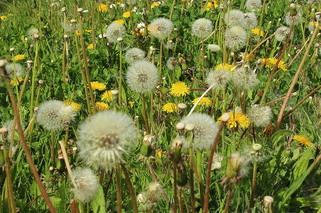 allergies pollens et lentilles de contact
