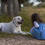 L'adaptation de prothèses oculaires chez le chien : Une seconde chance pour nos compagnons à quatre pattes