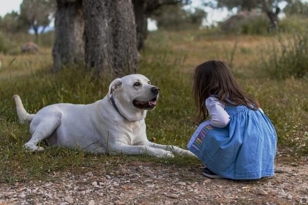 L'adaptation de prothèses oculaires chez le chien : Une seconde chance pour nos compagnons à quatre pattes