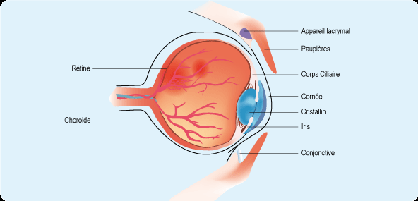 Lentille de contact pour oeil sec