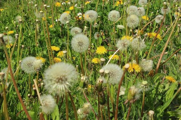 Comment soulager les symptômes d'allergies printanières lorsqu'on porte des lentilles ?